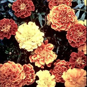 Meet your Posher, Kali